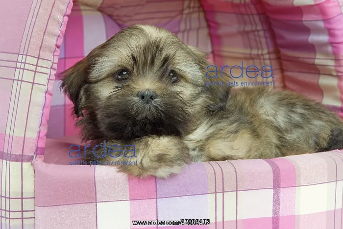  : Dog - Lhasa Apso - puppy - in bedding