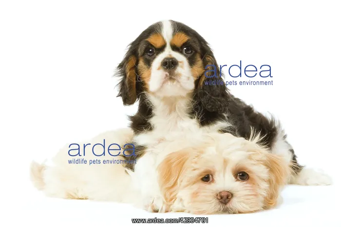 : Dog - Lhasa Apso puppy with Cavalier King Charles : Dog - Lhasa Apso puppy with Cavalier King Charles