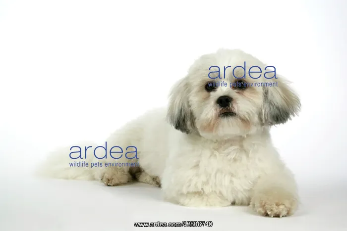  : DOG - Lhasa Apso, in puppy cut, lying down