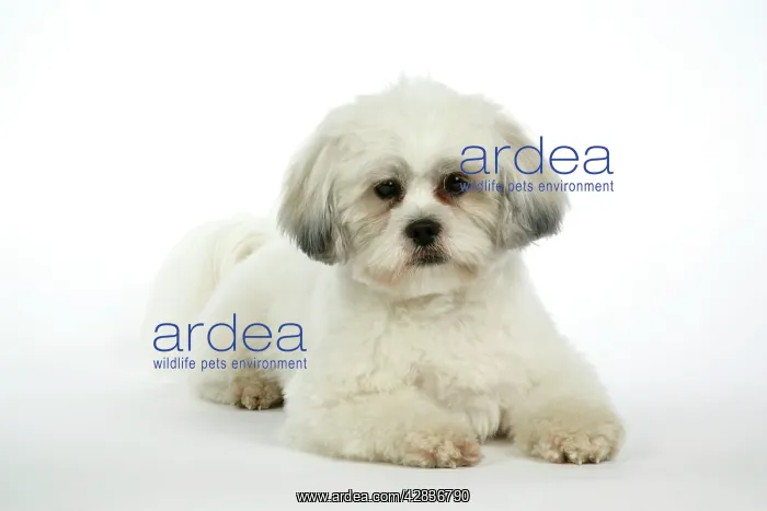  : DOG - Lhasa Apso, in puppy cut, lying down