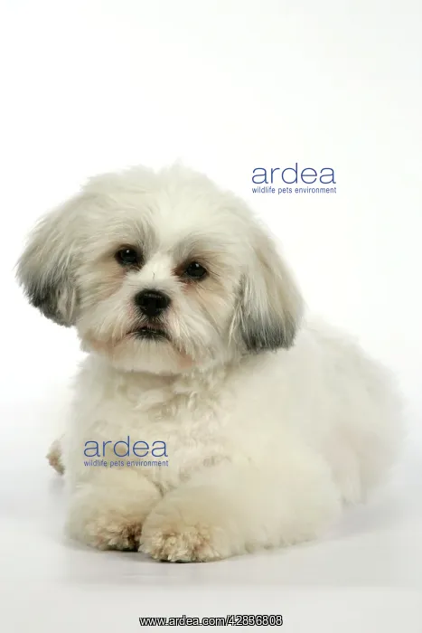  : DOG - Lhasa Apso, in puppy cut, lying down