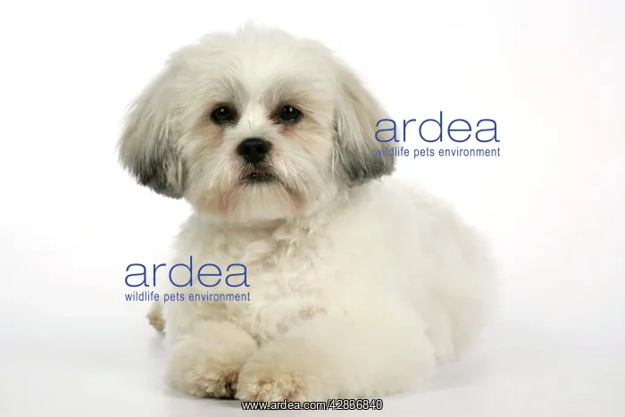  : DOG - Lhasa Apso, in puppy cut, lying down