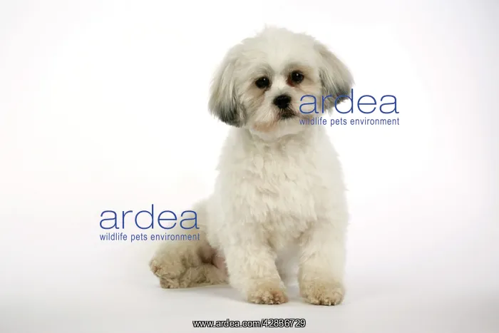  : DOG - Lhasa Apso, in puppy cut, sitting down