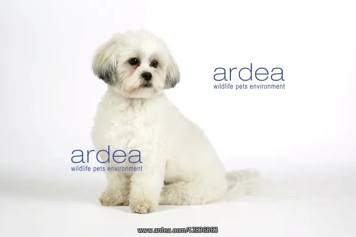  : DOG - Lhasa Apso, in puppy cut, sitting
