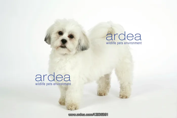  : DOG - Lhasa Apso, in puppy cut, standing