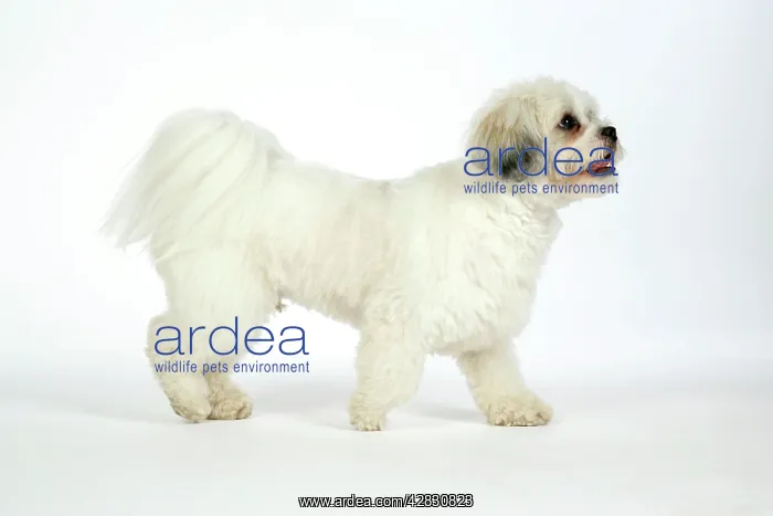  : DOG - Lhasa Apso, in puppy cut, walking side view