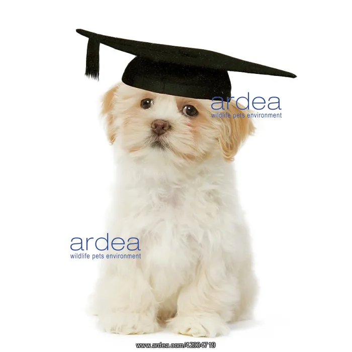 : Dog - Lhasa Apso puppy in mortar board : Dog - Lhasa Apso puppy in mortar board