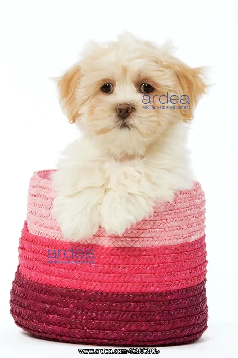  : Dog - Lhasa Apso - puppy in pink raffia basket