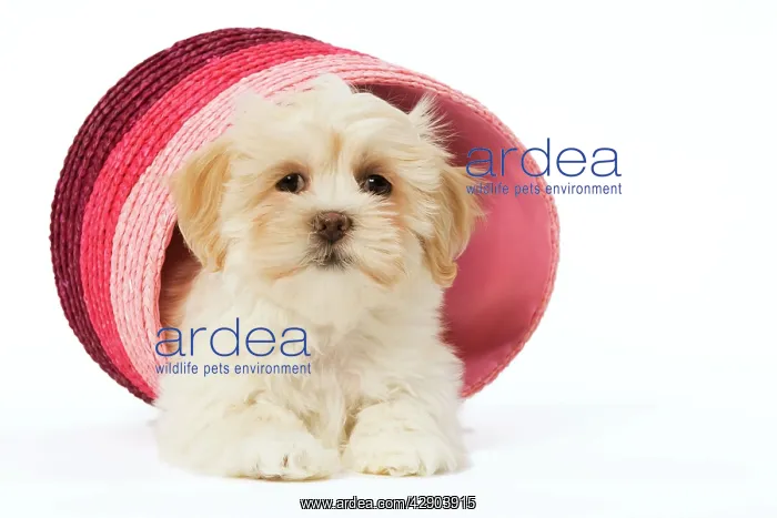  : Dog - Lhasa Apso - puppy in pink raffia basket