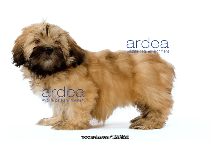  : Dog - Lhasa Apso puppy in studio