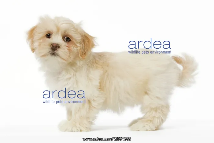  : Dog - Lhasa Apso puppy in studio