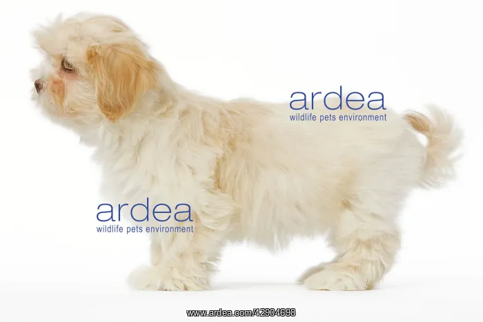  : Dog - Lhasa Apso puppy in studio
