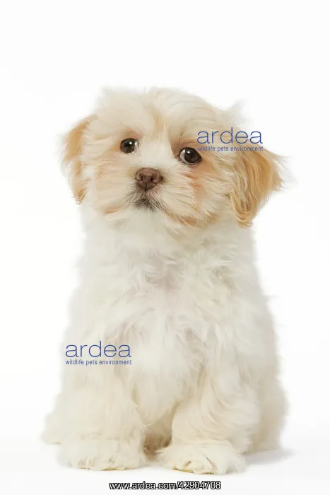  : Dog - Lhasa Apso puppy in studio