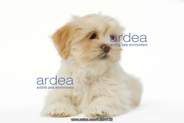  : Dog - Lhasa Apso puppy in studio