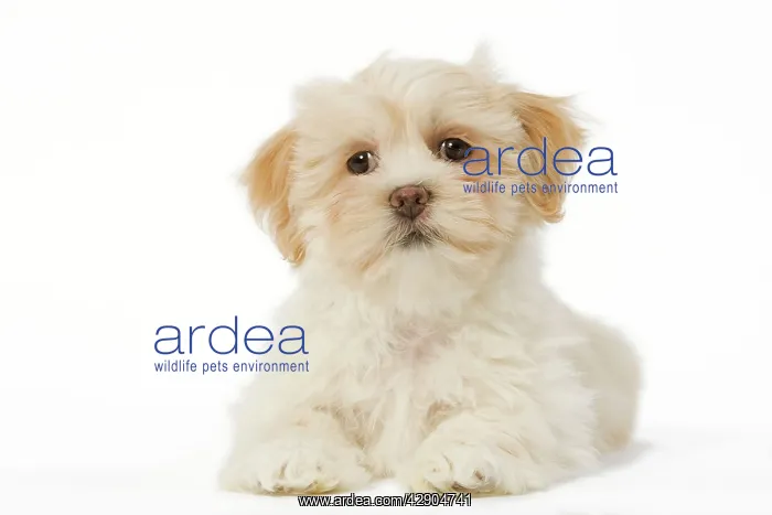  : Dog - Lhasa Apso puppy in studio