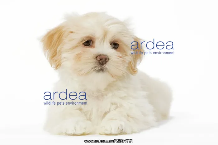  : Dog - Lhasa Apso puppy in studio