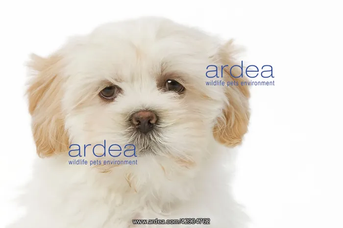  : Dog - Lhasa Apso puppy in studio