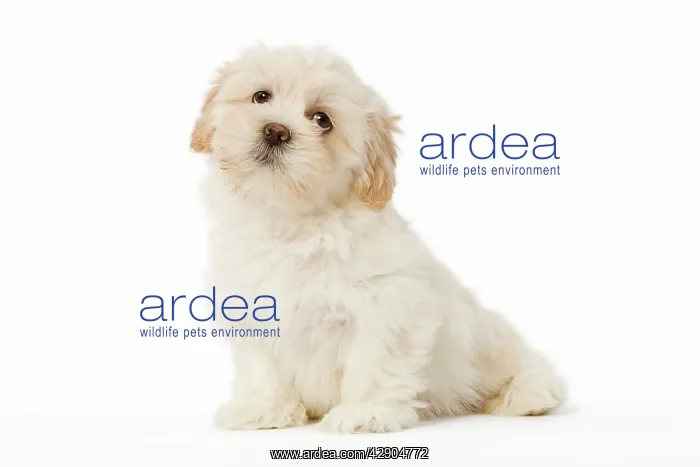  : Dog - Lhasa Apso puppy in studio