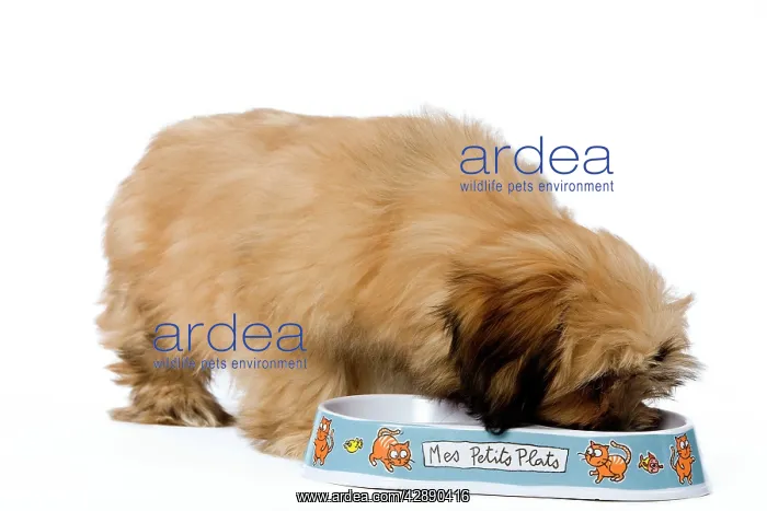 : Dog - Lhasa Apso Puppy in studio eating from bowl : Dog - Lhasa Apso Puppy in studio eating from bowl