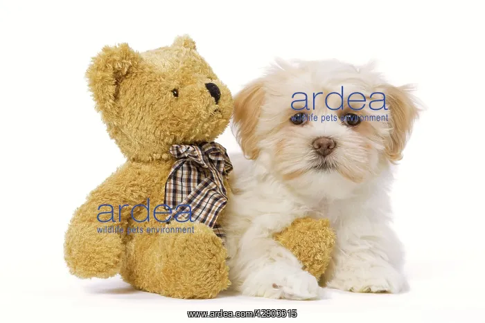 : Dog - Lhasa Apso puppy in studio with teddy bear : Dog - Lhasa Apso puppy in studio with teddy bear