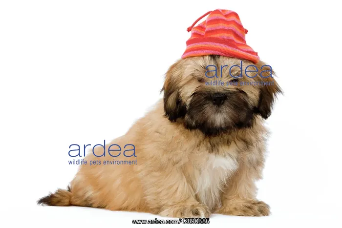 : Dog - Lhasa Apso Puppy in studio wearing brightly : Dog - Lhasa Apso Puppy in studio wearing brightly