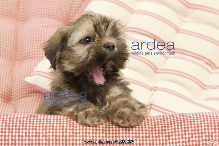  : Dog - Lhasa Apso - puppy yawning