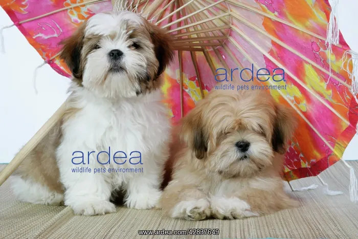 : DOG - Lhasa Apso (right) & Shih Tzu puppies lying : DOG - Lhasa Apso (right) & Shih Tzu puppies lying