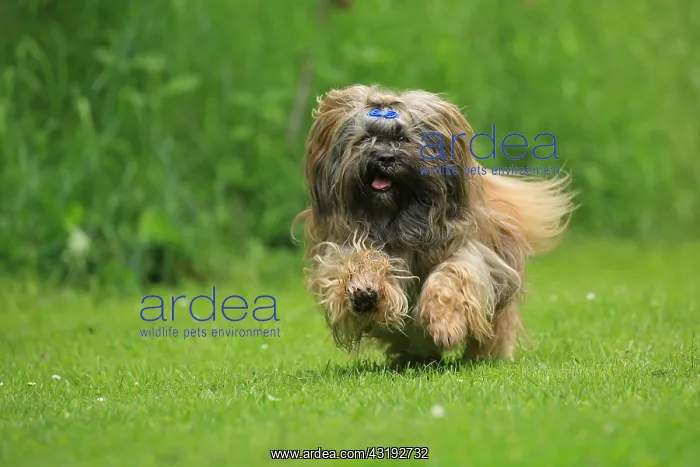 : Dog, Lhasa Apso, running, Arnsberg, North Rhine-Westphalia : Dog, Lhasa Apso, running, Arnsberg, North Rhine-Westphalia