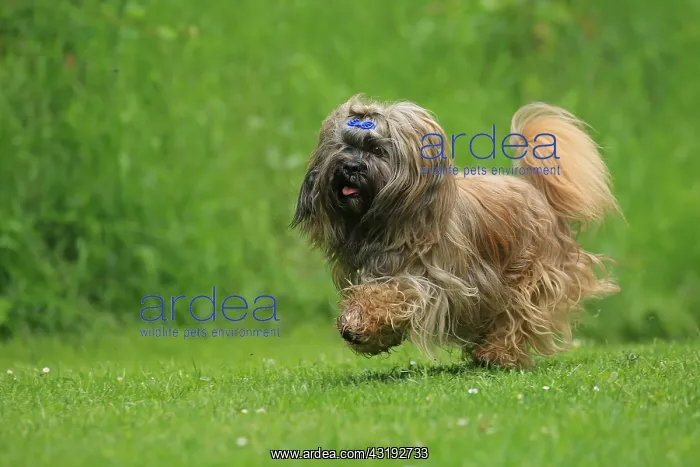 : Dog, Lhasa Apso, running, Arnsberg, North Rhine-Westphalia : Dog, Lhasa Apso, running, Arnsberg, North Rhine-Westphalia