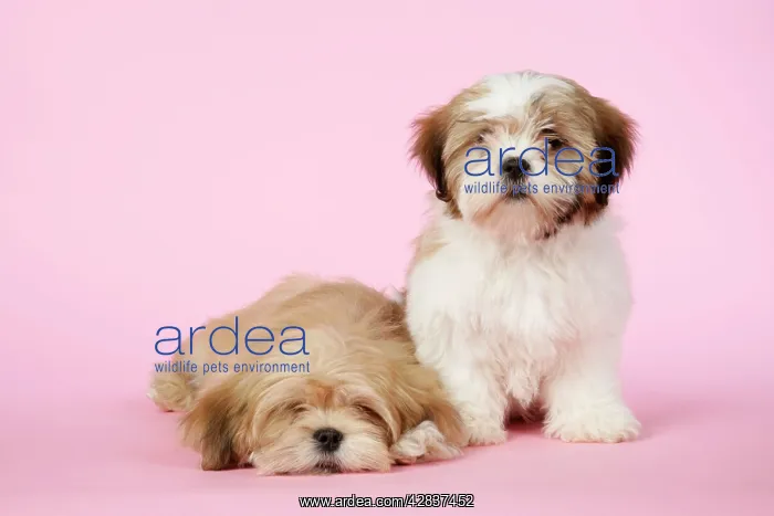 : DOG - Lhasa Apso & Shih Tzu (on right) : DOG - Lhasa Apso & Shih Tzu (on right)
