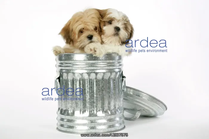  : DOG - Lhasa Apso & Shih Tzu puppies in a dustbin
