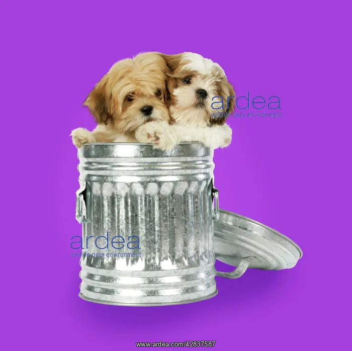 : DOG - Lhasa Apso & Shih Tzu puppies in a dustbin : DOG - Lhasa Apso & Shih Tzu puppies in a dustbin
