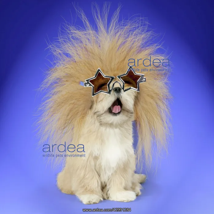 : DOG - Lhasa Apso - singing - yawning : DOG - Lhasa Apso - singing - yawning