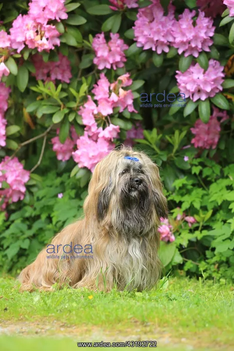 : Dog, Lhasa Apso, sitting, Arnsberg, North Rhine-Westphalia : Dog, Lhasa Apso, sitting, Arnsberg, North Rhine-Westphalia