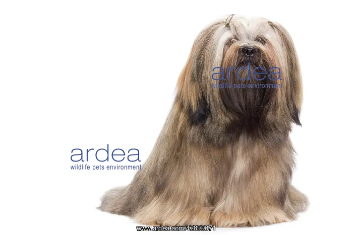  : Dog - Lhasa Apso in studio