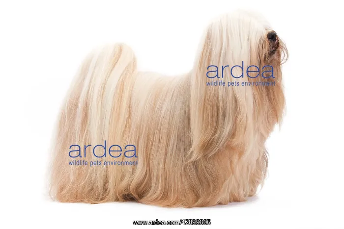  : Dog - Lhasa Apso in studio