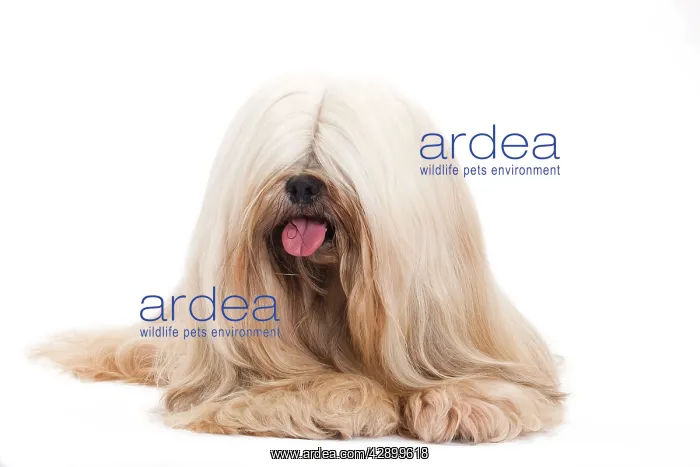  : Dog - Lhasa Apso in studio
