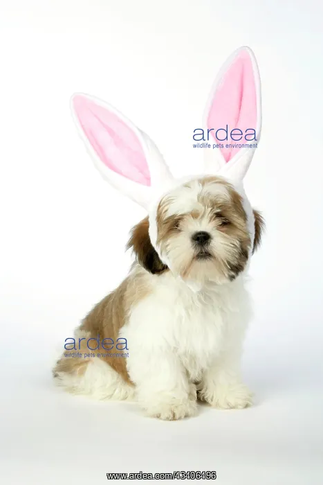 : DOG - Lhasa Apso - wearing rabbit ears - 12 week old puppy : DOG - Lhasa Apso - wearing rabbit ears - 12 week old puppy