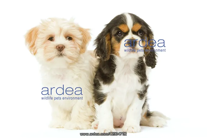 : Dog - Lhassa Apso puppy with Cavalier King Charles : Dog - Lhassa Apso puppy with Cavalier King Charles