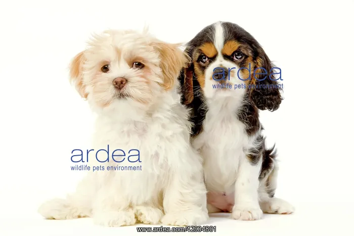 : Dog - Lhassa Apso puppy with Cavalier King Charles : Dog - Lhassa Apso puppy with Cavalier King Charles
