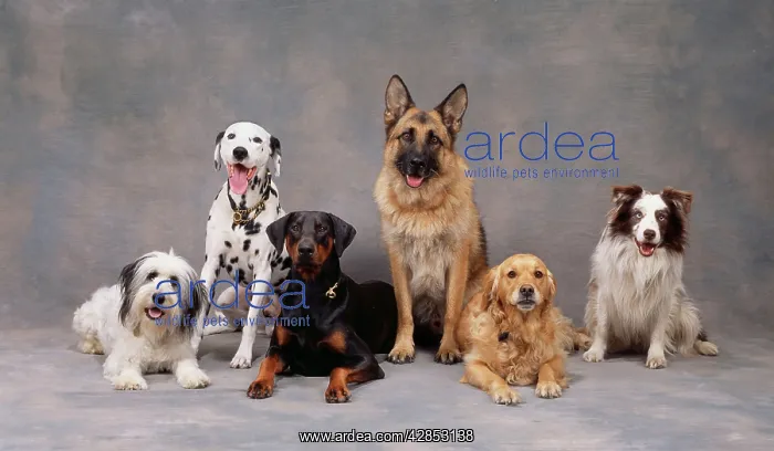 : DOG - Line up of Breeds : DOG - Line up of Breeds