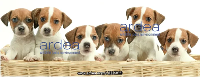  : Dog - line of puppies in basket