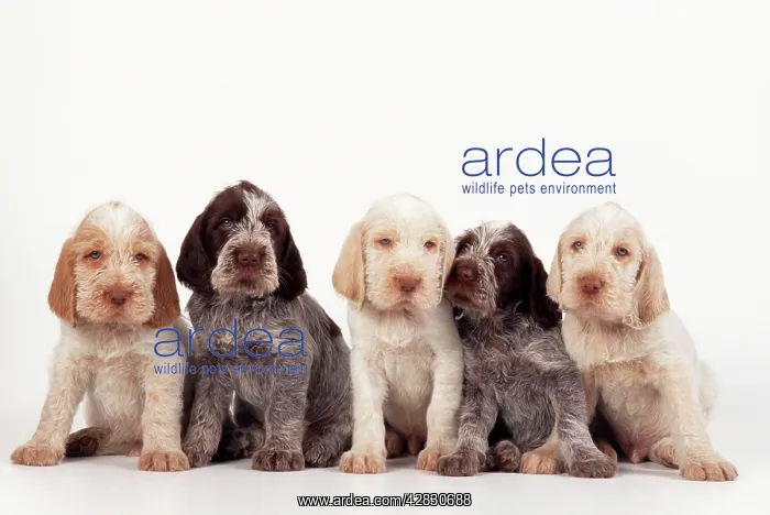  : DOG - line of X 5 Spinone puppies