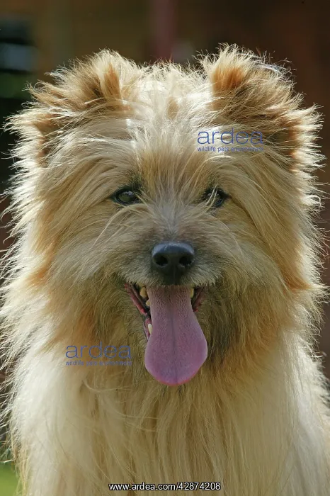  : Dog - Little Pyrenean Sheepdog
