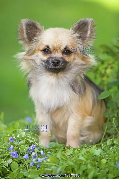  : Dog - Long haired Chihuahua