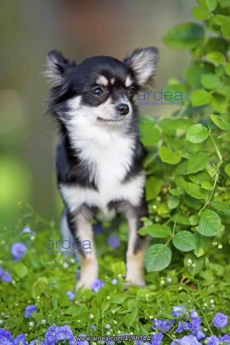  : Dog - Long haired Chihuahua