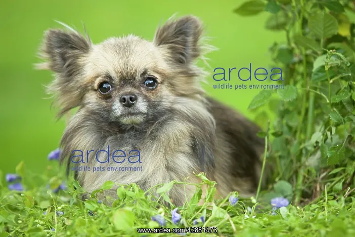  : Dog - Long haired Chihuahua