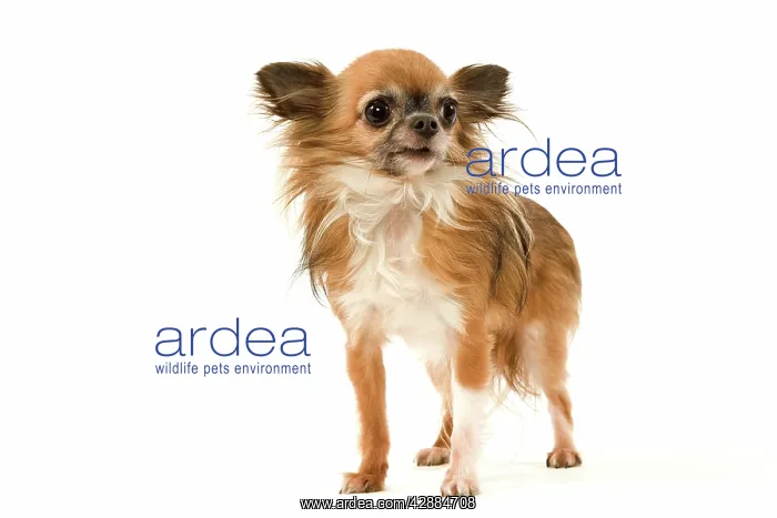  : Dog - Long-Haired Chihuahua
