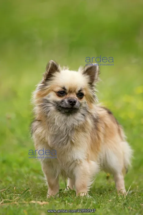  : Dog - long-haired chihuahua