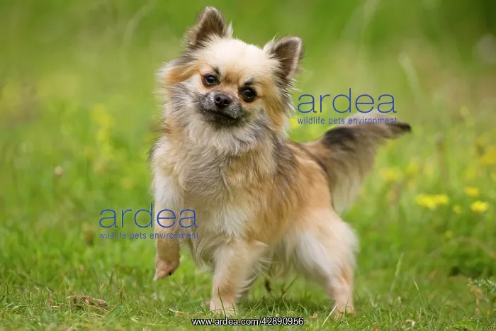  : Dog - long-haired chihuahua